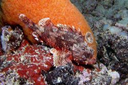 Largescaled scorpionfish - Nikon coolpix 5000 by Nicola Cadel 